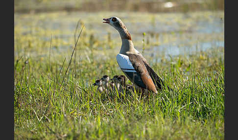 Nilgans (Alopochen aegyptiacus)