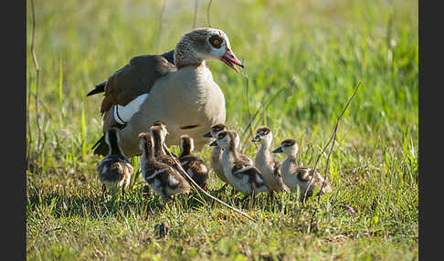 Nilgans (Alopochen aegyptiacus)