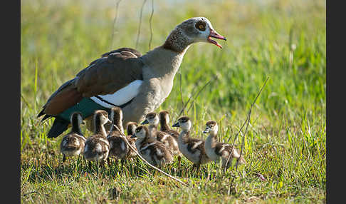 Nilgans (Alopochen aegyptiacus)