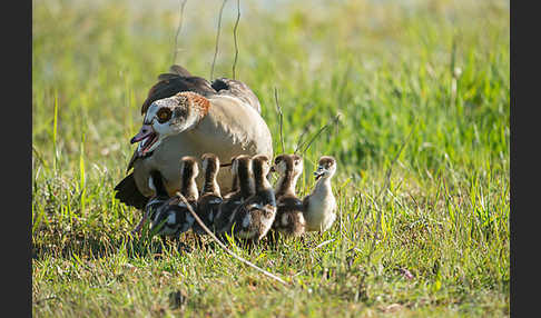 Nilgans (Alopochen aegyptiacus)