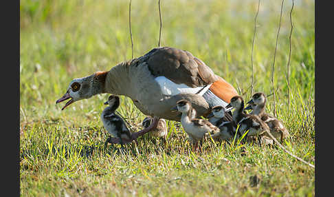 Nilgans (Alopochen aegyptiacus)