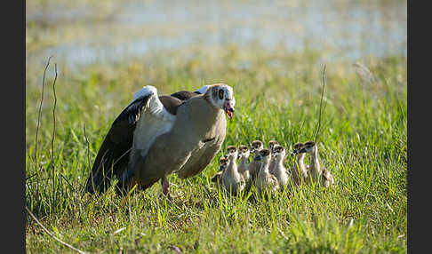 Nilgans (Alopochen aegyptiacus)