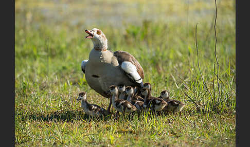 Nilgans (Alopochen aegyptiacus)