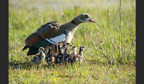 Nilgans (Alopochen aegyptiacus)