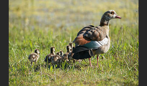 Nilgans (Alopochen aegyptiacus)