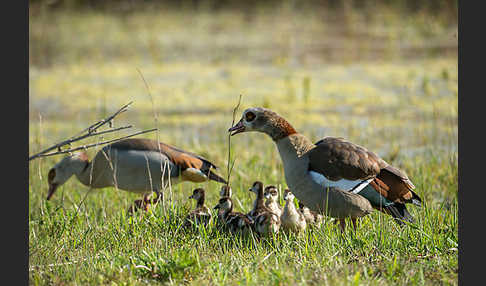 Nilgans (Alopochen aegyptiacus)