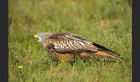 Rotmilan (Milvus milvus)