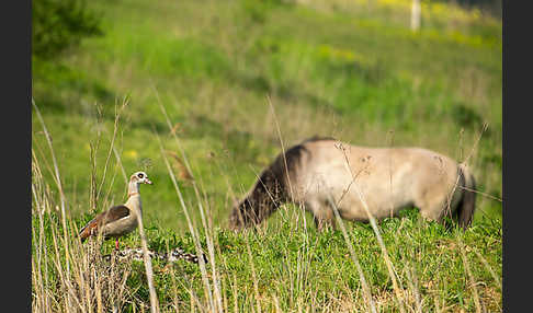 Konik (Equus caballus sspec.)