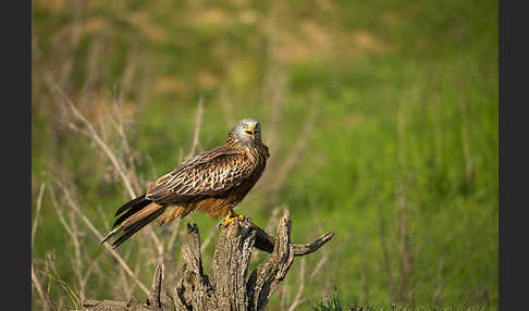 Rotmilan (Milvus milvus)
