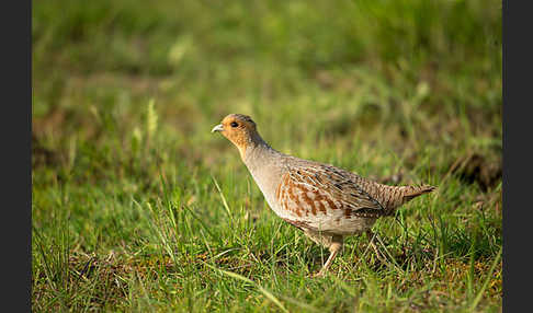 Rebhuhn (Perdix perdix)