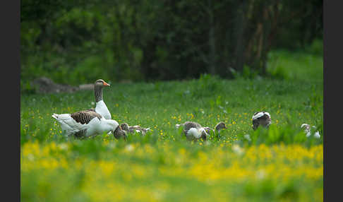 Hausgans (Anser anser f. domesticus)