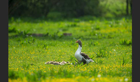 Hausgans (Anser anser f. domesticus)