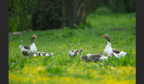 Hausgans (Anser anser f. domesticus)