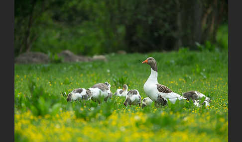 Hausgans (Anser anser f. domesticus)