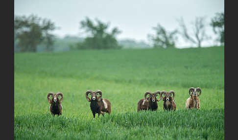 Muffelwild (Ovis ammon musimon)