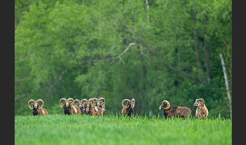 Muffelwild (Ovis ammon musimon)