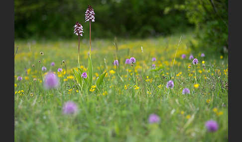 Purpur-Knabenkraut (Orchis purpurea)