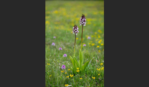 Purpur-Knabenkraut (Orchis purpurea)