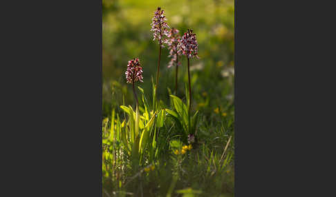 Purpur-Knabenkraut (Orchis purpurea)