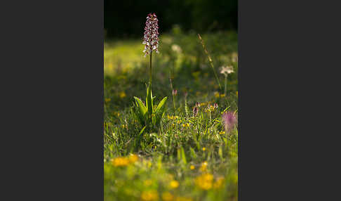 Purpur-Knabenkraut (Orchis purpurea)