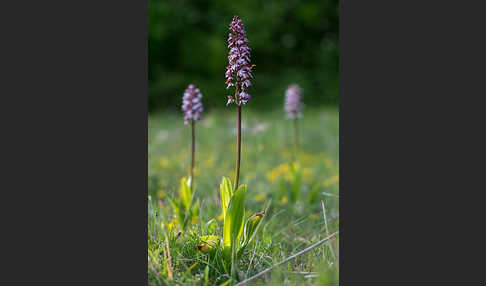 Purpur-Knabenkraut (Orchis purpurea)