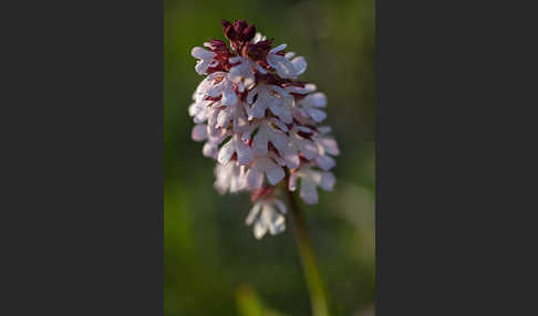 Purpur-Knabenkraut (Orchis purpurea)