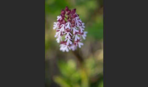 Purpur-Knabenkraut (Orchis purpurea)