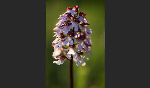 Purpur-Knabenkraut (Orchis purpurea)