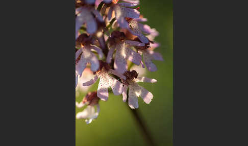 Purpur-Knabenkraut (Orchis purpurea)