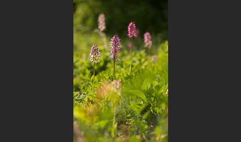 Purpur-Knabenkraut x Helm-Knabenkraut (Orchis purpurea x Orchis militaris)