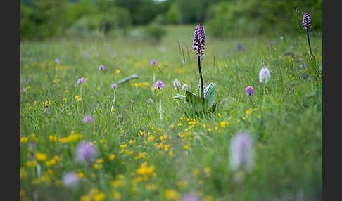 Purpur-Knabenkraut (Orchis purpurea)