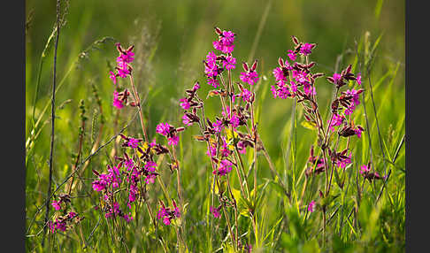 Rote Lichtnelke (Silene dioica)