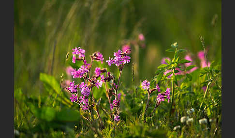 Rote Lichtnelke (Silene dioica)