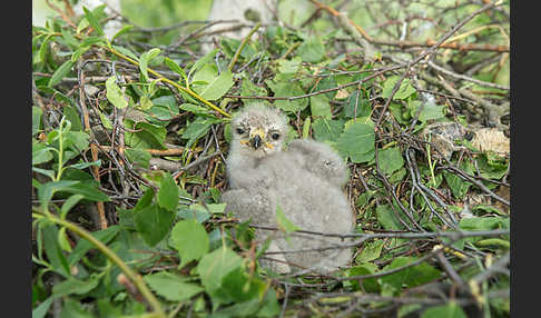 Mäusebussard (Buteo buteo)