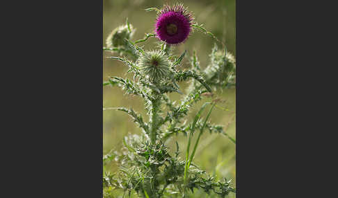 Nickende Distel (Carduus nutans)