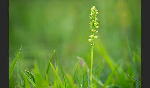 Einknollige Honigorchis (Herminium monorchis)