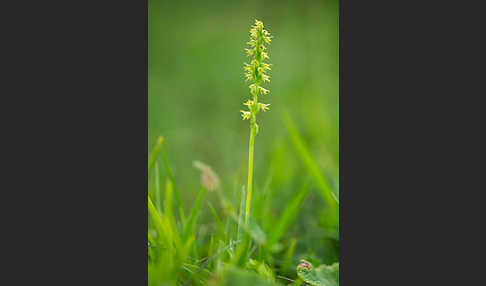 Einknollige Honigorchis (Herminium monorchis)