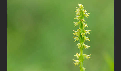 Einknollige Honigorchis (Herminium monorchis)