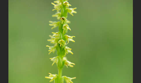 Einknollige Honigorchis (Herminium monorchis)