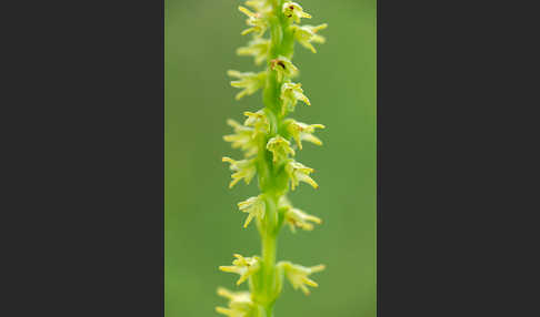 Einknollige Honigorchis (Herminium monorchis)