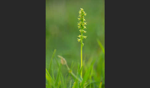 Einknollige Honigorchis (Herminium monorchis)