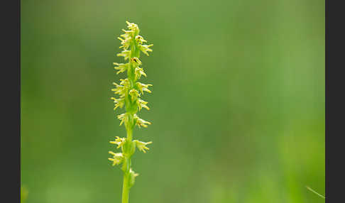 Einknollige Honigorchis (Herminium monorchis)