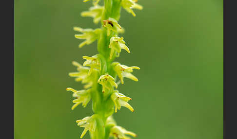 Einknollige Honigorchis (Herminium monorchis)