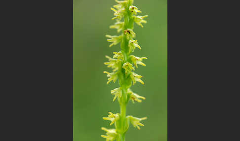 Einknollige Honigorchis (Herminium monorchis)