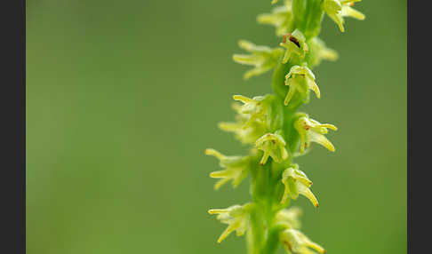 Einknollige Honigorchis (Herminium monorchis)