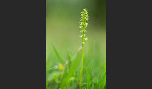 Einknollige Honigorchis (Herminium monorchis)