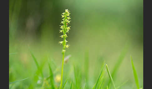 Einknollige Honigorchis (Herminium monorchis)