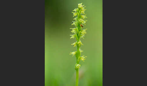 Einknollige Honigorchis (Herminium monorchis)