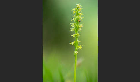 Einknollige Honigorchis (Herminium monorchis)