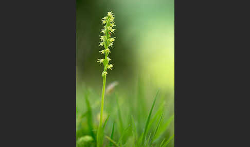 Einknollige Honigorchis (Herminium monorchis)